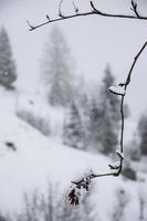 Winter landscape in Austrian Alps photo