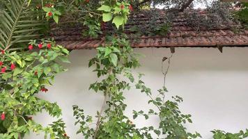 Wand eines rustikalen Hauses mit rissigen und tropischen Pflanzen. Dach mit Ziegeln. altes rad, weiße wand in der türkei. tropische Pflanzen im Provinzdorf.