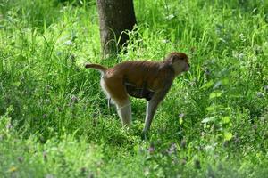 A mother monkey is feeding her cubs in the middle of the forest. Baby monkey is suckling milk from its mothe photo