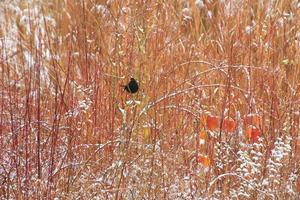 blackbird sitting on a tree branch in winter time photo