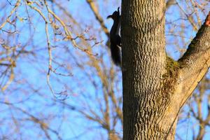 curious red squirrel peeking behind the tree trunk photo