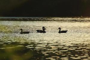 The wild goose float in the evening lake while the golden light reflected in the beautiful water surface. photo