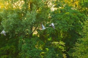 wild goose flaying near the Danube water stream photo
