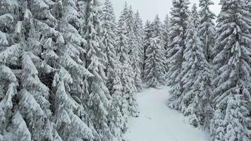 Aerial drone view of beautiful winter scenery with pine trees covered with snow. Cinematic shot. Winter traveling. Background and textures.