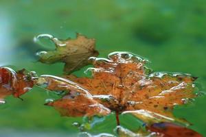 October Atumn Maple Leaf floating on water photo