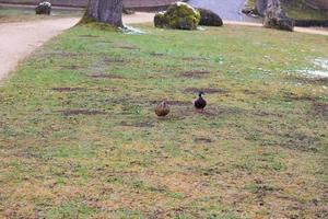 couple of ducks resting in the grass in the public park photo