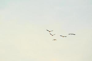 wild goose flaying near the Danube water stream photo