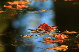 October Atumn Maple Leaf floating on water photo