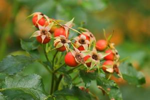 Red rosehip berries on a branch. In the garden in early autumn photo