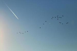 bandada de gansos salvajes silueta en un cielo al atardecer foto