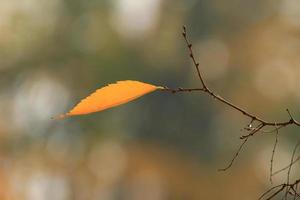 primer plano de las hojas de arce durante el otoño foto