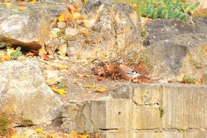 garrulus glandarius. pájaro en colores otoñales. la naturaleza salvaje de la alemania. hermoso y colorido otoño. foto