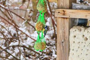 Eurasian blue tit Cyanistes caeruleus hanging on bird food ball with different seeds in net and eating in winter time photo