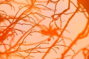 abstract image of autumn branches and leaves reflected in a pond photo