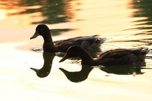 The wild goose float in the evening lake while the golden light reflected in the beautiful water surface. photo