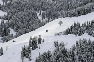 Winter landscape in Austrian Alps photo