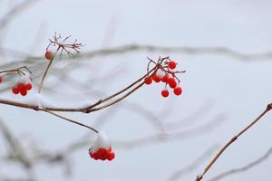 bayas rojas y naranjas en un árbol en invierno foto