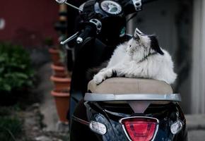 gato tirado en bicicleta foto