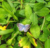 Butterfly  perched on leaves photo