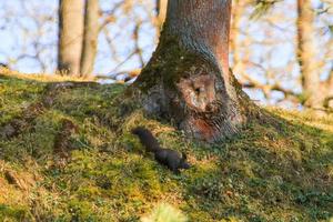 curiosa ardilla roja euroasiática sciurus vulgaris en el parque buscando comida en el suelo foto