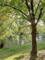 caminando en un hermoso día de primavera en el parque foto