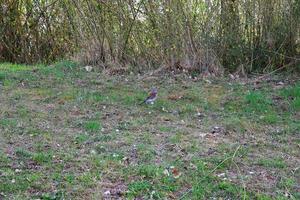 A beautiful Fieldfare bird sitting on green grass background photo