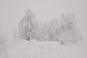 paisaje de bosque de montaña en un día de invierno brumoso foto