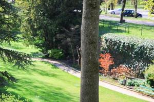 ardilla roja curiosa que mira a escondidas detrás del tronco del árbol foto