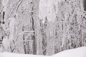 paisaje de bosque de montaña en un día de invierno brumoso foto