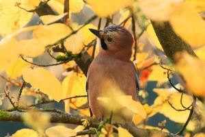 Garrulus glandarius. Bird in autumn colors. The wild nature of the Germany. Beautiful and colorful autumn. photo