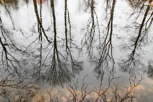 ramas de los árboles reflejadas en el agua foto