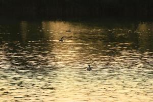 The wild goose float in the evening lake while the golden light reflected in the beautiful water surface. photo