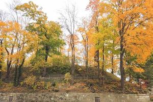 Autumn leaves and trees in the park photo