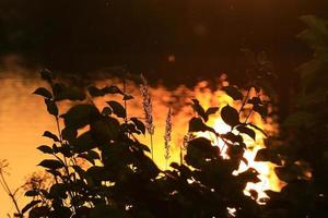 silueta de hierba y hojas al atardecer cerca del río foto