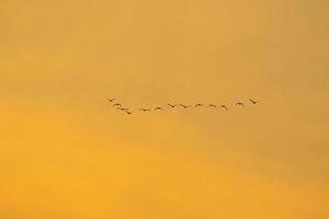 birds flying into sunset sky photo