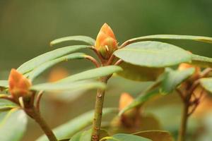 Rhododendron Hybride flower in the garden in Autumn season photo