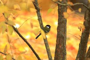robin bird on autumn tree leaves in the park photo