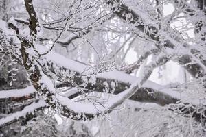 mountain forest landscape on a foggy winter day photo