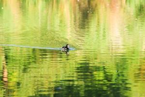 wild ducks on the lake near danube river in Germany photo