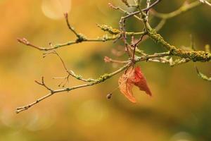 coloridas hojas de otoño del arce japonés foto