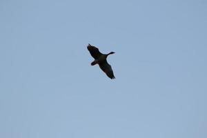 wild goose flaying near the Danube water stream photo