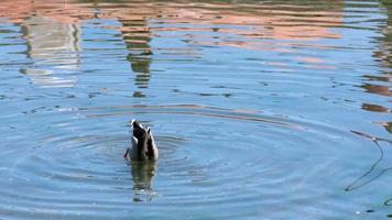 pato mallard macho en la superficie sucia del mar está buscando comida video