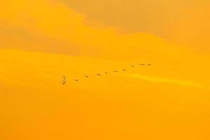 birds flying into sunset sky photo