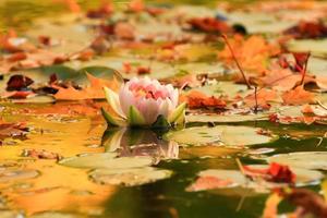 Picturesque leaves of water lilies and colorful maple leaves on water in pond, autumn season, autumn background photo