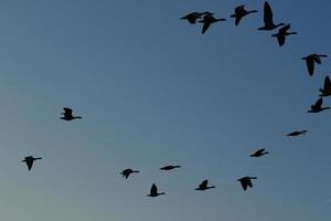 wild goose flaying near the Danube water stream photo