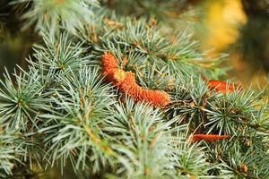 Coniferous evergreens in the park. Landscaping photo