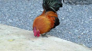 zwart en rood kip wandelen vrije uitloop en groen gras. gevogelte landbouw, huis boerderij. huiselijk vogelstand aan het eten granen. biologisch landbouw concept. video