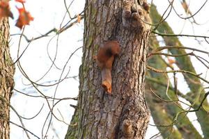 ardilla roja curiosa que mira a escondidas detrás del tronco del árbol foto