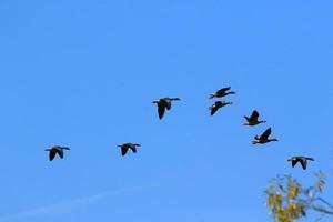 bandada de gansos salvajes silueta en un cielo azul foto