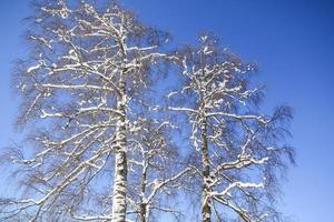 Winter landscape in Austrian Alps photo